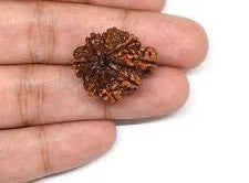 Radha Jaap 1 Mukhi Rudraksha Nepali