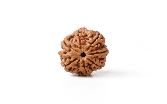 Rudraksha