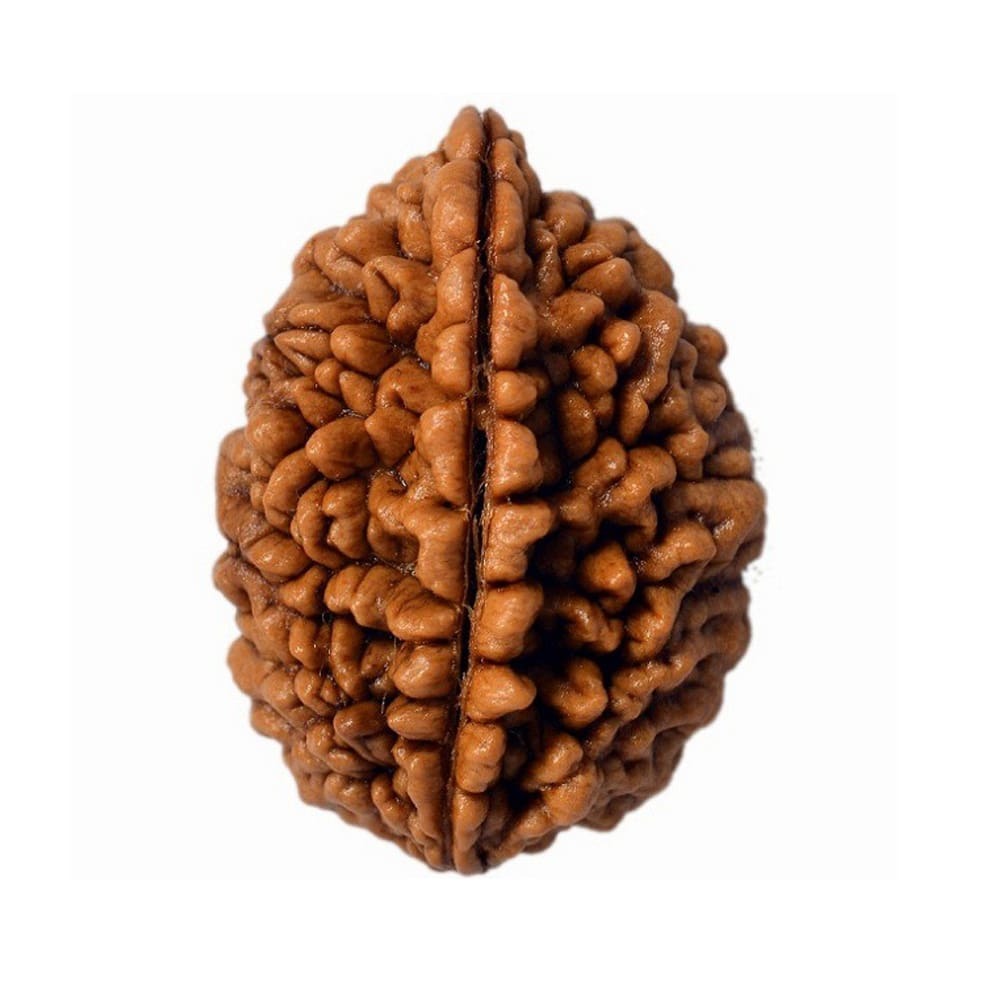 Radha Jaap 1 Mukhi Rudraksha Nepali
