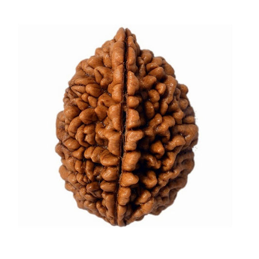 Radha Jaap 1 Mukhi Rudraksha Nepali