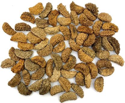 Radha Jaap 1 Mukhi Rudraksha Nepali